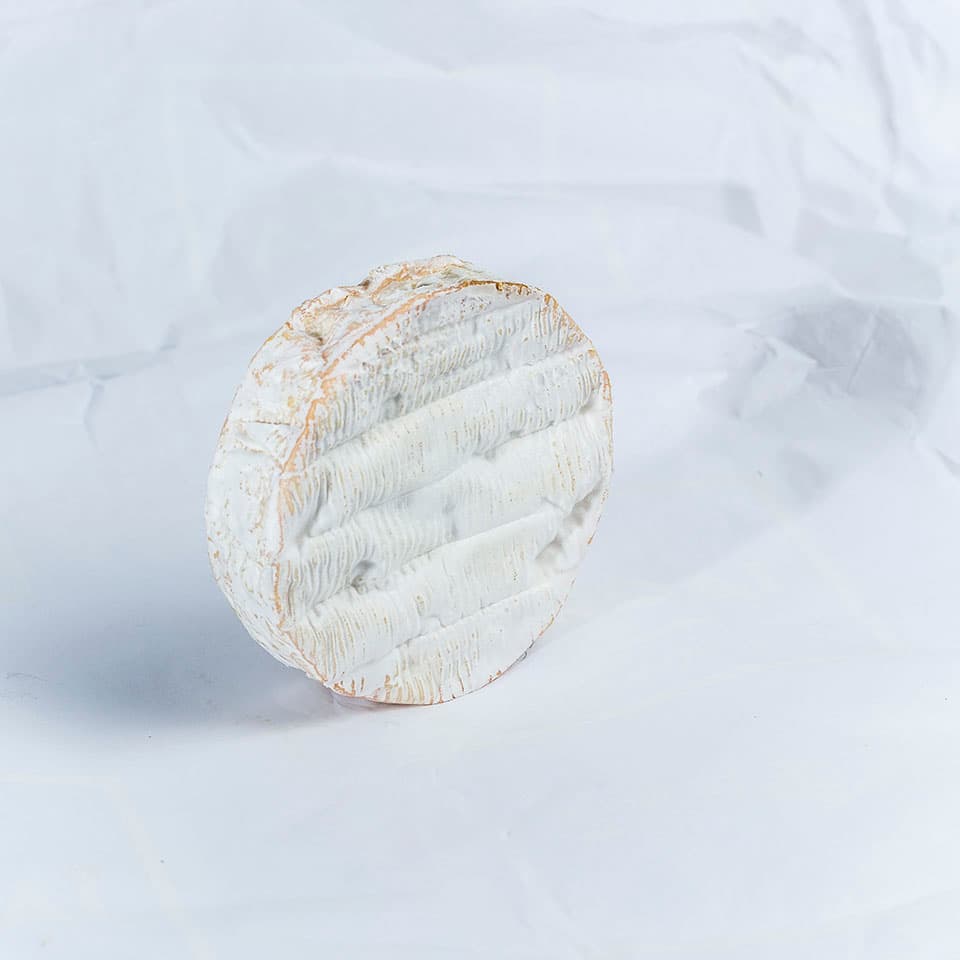 Jovenceau de chèvre – de Vinoselección – en Vinoselección